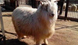 绒山羊价格最新爆料,最新价格爆料揭秘