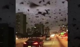 珠海金湾爆料事件最新,揭秘背后真相与影响